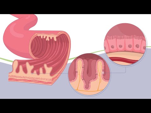 Der Dünndarm – Meister der Oberflächenvergrößerung