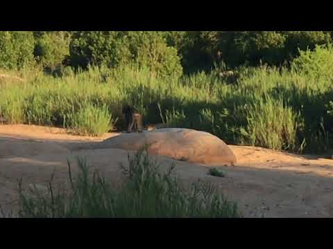 Leopard vs Baboon