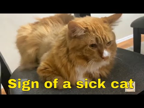 My Cat Hates Everyone When She's Sick | Puttush & Fiona