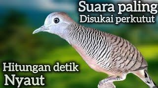 Download lagu PERKUTUT LOKAL PANCINGAN PALING DISUKAI BIKIN NYAUT BUNYI GACOR.  mp3