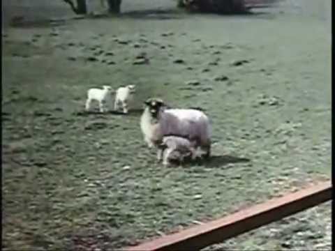 Caledonia 1968
