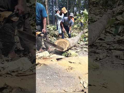 Gergaji mesin senso #shorts #stihl #chainsaw #senso