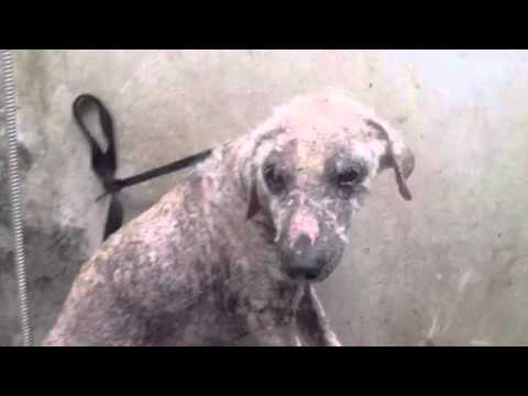 A little love goes a long way- Charlie's story