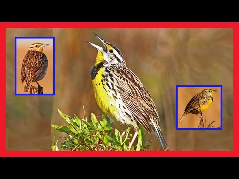 Lúčnik obojkový (Sturnella magna) — správanie, biotop a hlas