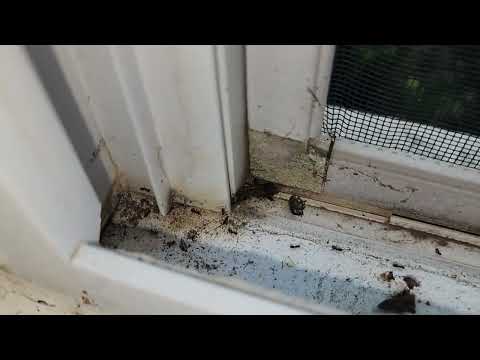 Crack in the Window Allows Ants to Infest the Home in Brick, NJ