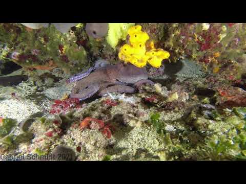 *4K* Colors of the Adriatic Sea - Diving 40m+ in Murter - Dalmatia - Croatia - Europe