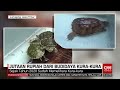 Jutaan Rupiah Dari Budidaya Kura Kura REDAKSI PAGI 04 07 22