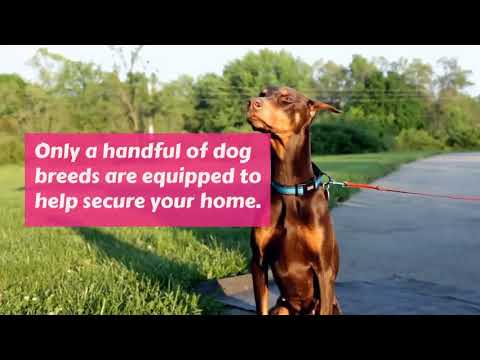Do Dogs Improve Home Security