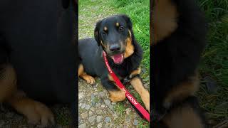 Video preview image #1 Labrottie Puppy For Sale in Fresno, CA, USA