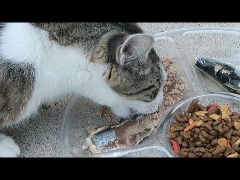 Cats Try Sardines For The First Time