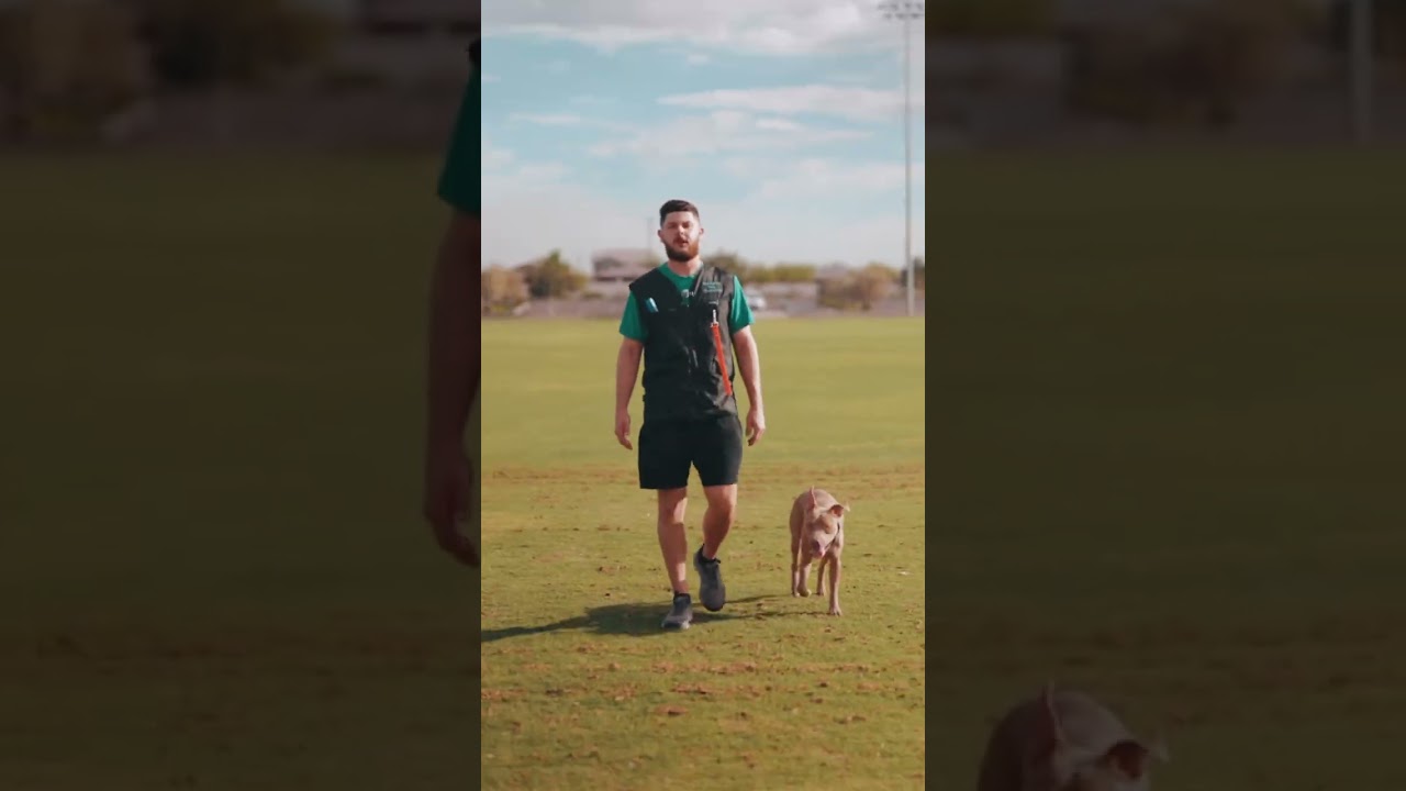 Millie, a ADOPTABLE mixed breed in Scottsdale, AZ video 6/6