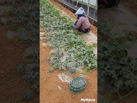 how to prune watermelon by removing extra branches #고창수박 #southkorea  #greenhouse  #seasonal farmer