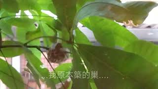 綠繡眼鳥 -- 孵蛋篇