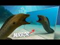 Sea Creatures Vs Giant Mirror Are They Smarter Than We Think