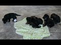 German Shepherd dogs for sale: Sheriff - Video 1