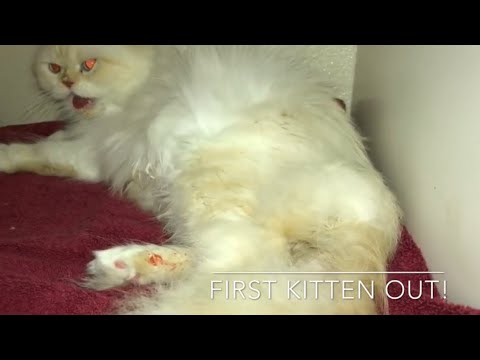 Cat Giving Birth to 5 kittens - Persian Cat signs your cat is in labor -what to expect