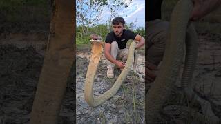 Download lagu How to handle a King Cobra!? 🐍 mp3 Download lagu How to handle a King Cobra!? 🐍 mp3