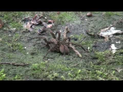 download lagu mp3 mp4 Nz Huntsman Spider, download lagu Nz Huntsman Spider gratis, unduh video klip Nz Huntsman Spider