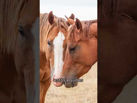 El PODER y la Elegancia de las YEGUAS Descubre sus SECRETOS y CURIOSIDADES