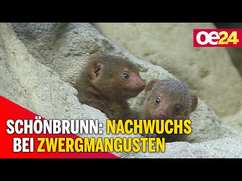 Schönbrunn: Nachwuchs bei Zwergmangusten