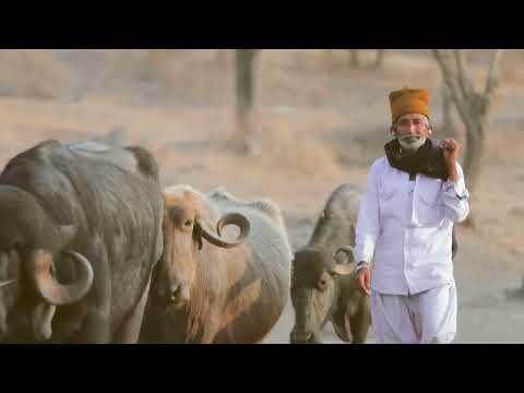 Parimal Nathwani Ahmedabad Call of the Gir