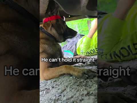 Funny and cute dogs compilation#funnydogs#cute#doglover#doglife#cure#dogshorts#pet#doglife