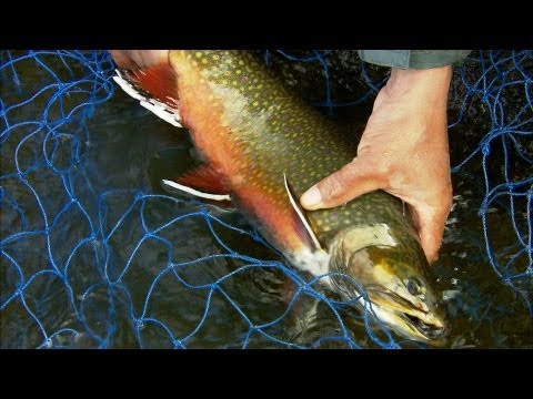 download lagu mp3 mp4 Fishing 2013, download lagu Fishing 2013 gratis, unduh video klip Fishing 2013