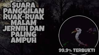Download lagu Suara pikat ruak ruak malam hari di jamin josss mp3 Download lagu Suara pikat ruak ruak malam hari di jamin josss mp3