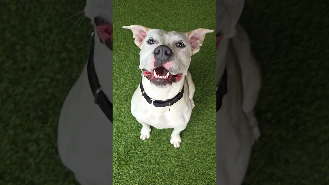Enlarge Kali, a ADOPTABLE mixed breed in Cumberland, RI video 6/6