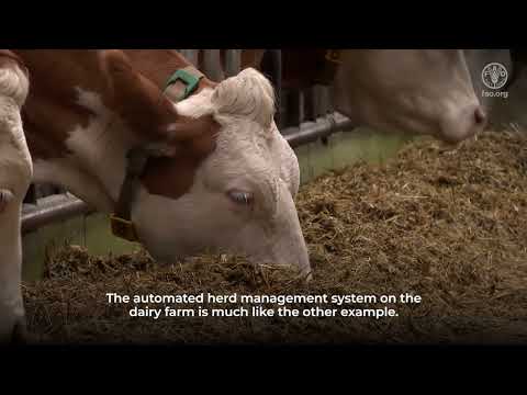 Digital agriculture good practice - Automated dairy farm management saves time and keep cows healthy