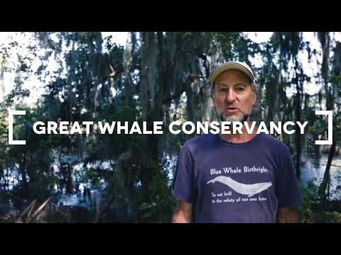 YouTube video about: How fast can a blue whale swim?