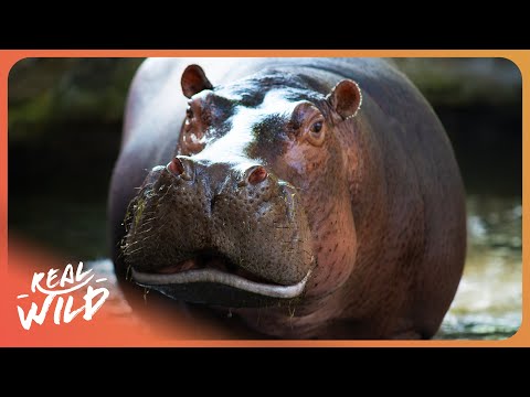HIPPO ISLAND | Incredible Wildlife In Bissagos Islands | 4K