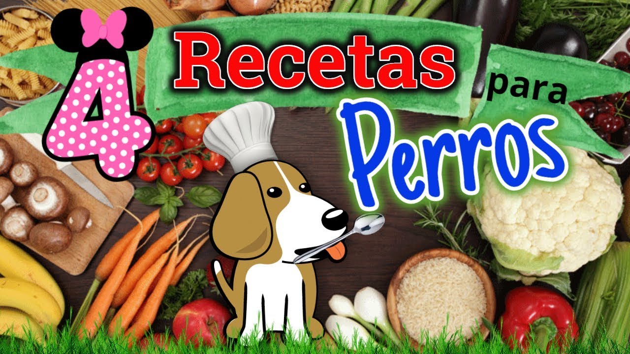 4★COMIDAS CASERAS PARA PERROS★BARATAS Y FACILES, Coton de tulear I Lorentix