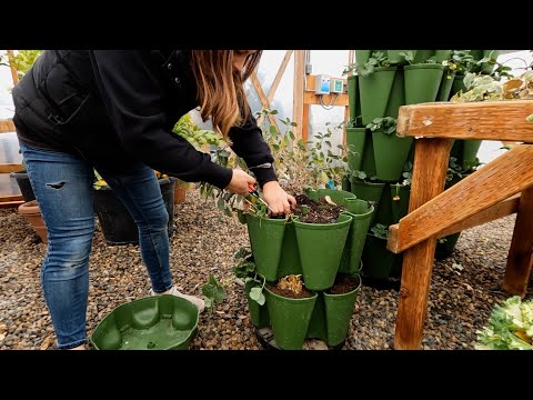 Growing Greens, Herbs & Small Root Crops Inside During Winter! 🥬🪴🥕 // Garden Answer