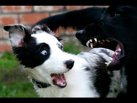 Videos of Dogs Video