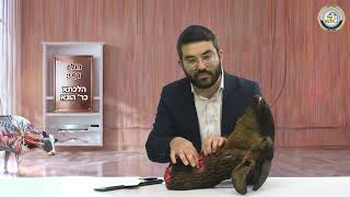 📐 מסכת חולין בהמחשה חיה! דף י' ע"ב: הלכתא כרב הונא - פרק 5 ✅ | הרב שמעון אופן בהמחשה ויזואלית 📸