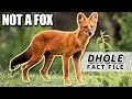 Dhole Facts: the WHISTLING DOG facts | Animal Fact Files