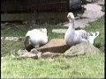 Mop And Smiff The Circus
