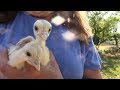 Tom Or Hen Turkey Poult How To Tell The Difference
