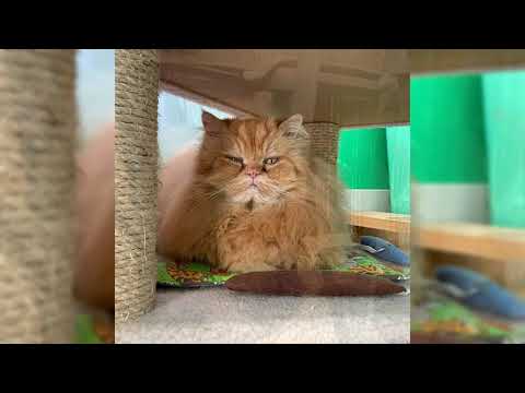 Gato persa. Pros y contras, precio, Cómo elegir, hechos, cuidado, historia