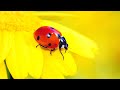 2 HOURS ULTIMATE SPRING BUGS INSECTS STRESS RELIEF CLASSICAL MUSIC FOR CALMING AMBIENCE AND STUDY