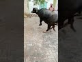 Most Beautiful Buffalo Qurbani 2022 Shortsvideo Buffalo Akfunn