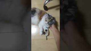 遊んでほしいわけじゃない　#ねこ #ねこ動画 #かわいい #cat