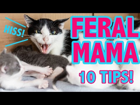 How to Foster a FERAL Mama and Kittens (10 Things You Should Know!)