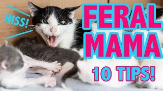How to Foster a FERAL Mama and Kittens (10 Things You Should Know!)