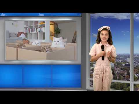 De ce stau pisicile în cutii - Alexandra Mincu