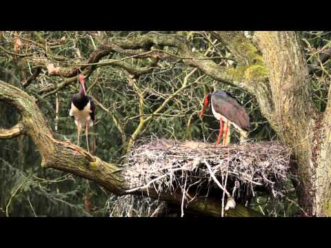 Program przyrodniczy - odc. 3 (Puszcza Notecka)