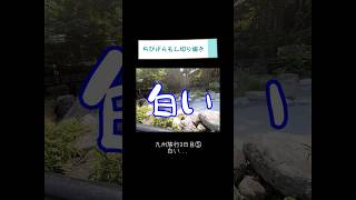 白い…【ちびげらもん切り抜き】#shorts #ちびげらもん #旅行vlog #別府 #地獄めぐり #切り抜き