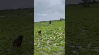 domando um cavalo selvagem