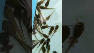 Menina Criou um Exército de Sapos Fofos 🐸😍